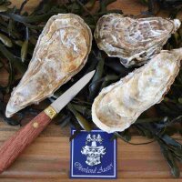 Fine Reserve Austern N&deg;2 &ndash; handverlesene Austern auf frischen Algen mit Austernmesser und Oberland Auster Logo, gez&uuml;chtet in der Bretagne von Saint Kerber