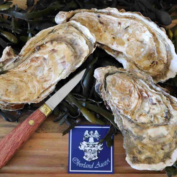 Fine Reserve Austern N°0 – drei geschlossene Austern auf frischen Algen mit Austernmesser und Oberland Auster Logo, handverlesen aus der Bretagne