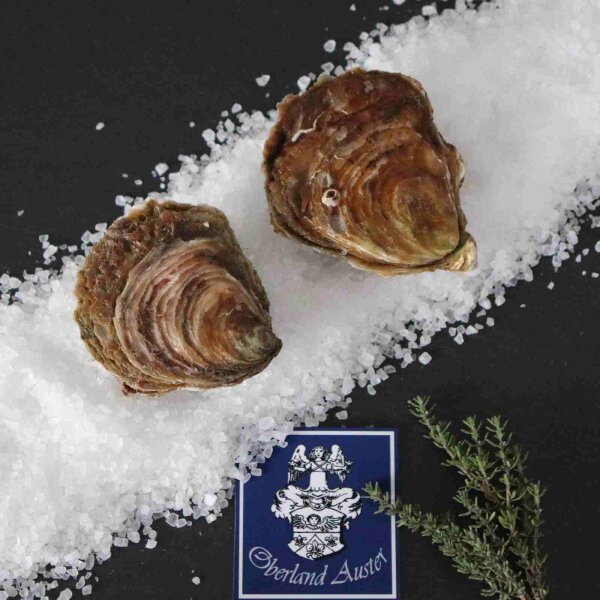 Belon Austern La 1930 Größe P – 50 flache europäische Austern aus Cancale auf Schieferplatte, salzig-nussig, Gourmetsorte bei Oberland Auster