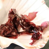 120g gewaschene BIO-Dulse Algen in Jakobsmuschelschale &ndash; aromatische Feinkostalgen aus Frankreich im Oberland Auster Shop