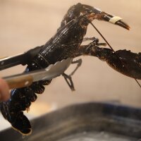 Europäischer Hummer mit Kochzange –...
