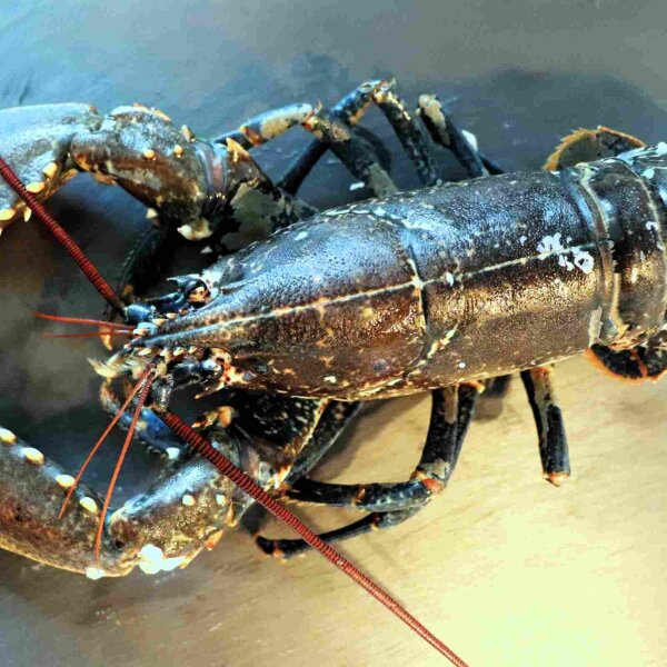 Europäischer Hummer 400–600 g Nahaufnahme – kleinere Größe mit feinem Fleisch – ideal für Vorspeisen