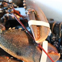 Hummerscheren Nahaufnahme vom europ&auml;ischen Hummer 400&ndash;600 g &ndash; zartes Fleisch &ndash; Premium-Qualit&auml;t