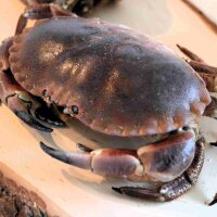 Frischer Taschenkrebs auf Holzbrett – Wildfang...