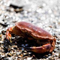 Taschenkrebs frisch am Kiesstrand – natürliche...