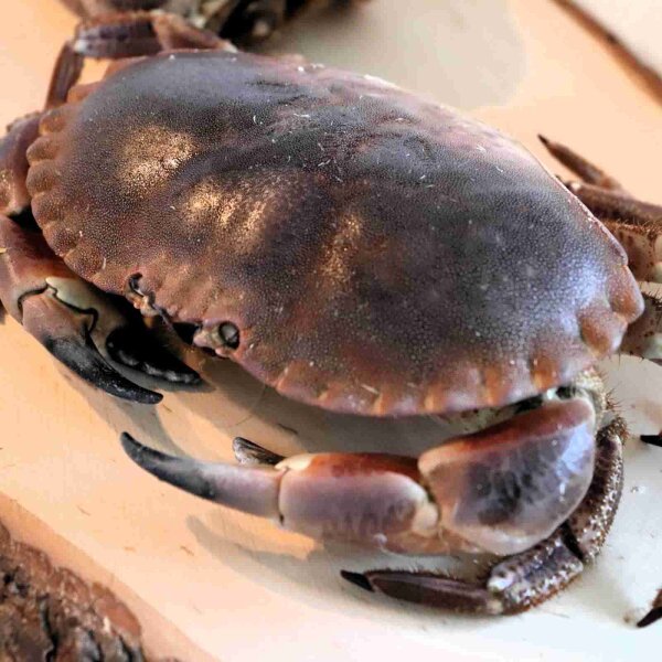Großer Taschenkrebs 800–1000 g auf rustikalem Holzbrett – reichlich Fleisch – Premiumqualität von Oberland Auster