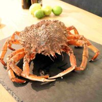 Seespinne frontal auf Schieferplatte mit Limetten –...