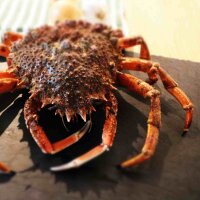 Frische Seespinne 400&ndash;600 g Nahaufnahme &ndash; kompakte Gr&ouml;&szlig;e &ndash; perfekt f&uuml;r Vorspeisen und Men&uuml;s