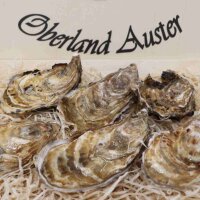 Auster Irma Gr&ouml;&szlig;e N&deg;3