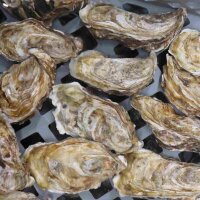 Auster Irma Gr&ouml;&szlig;e N&deg;3