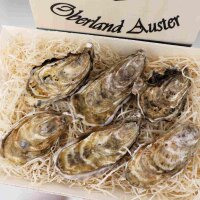 Auster Irma Gr&ouml;&szlig;e N&deg;3