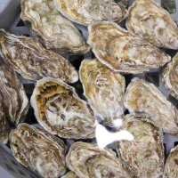 Spezial Auster Emma Gr&ouml;&szlig;e N&deg;3