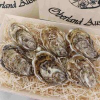 Spezial Auster Emma Gr&ouml;&szlig;e N&deg;3