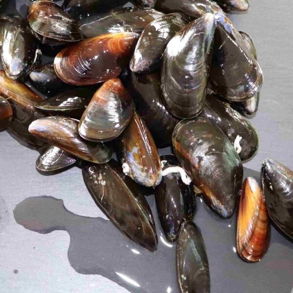 Miesmuscheln aus Irland / UK