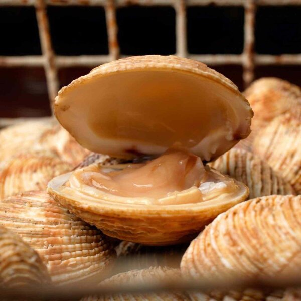 Raue Venusmuscheln