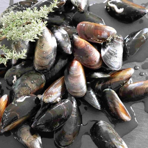 Miesmuscheln Reserve aus Irland, 2 kg Pack