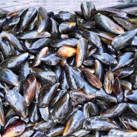 Miesmuscheln Reserve aus der Bretagne, 1.4 kg Pack