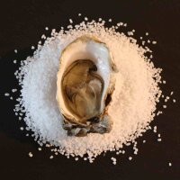Fine Saint Kerber Austern N°4